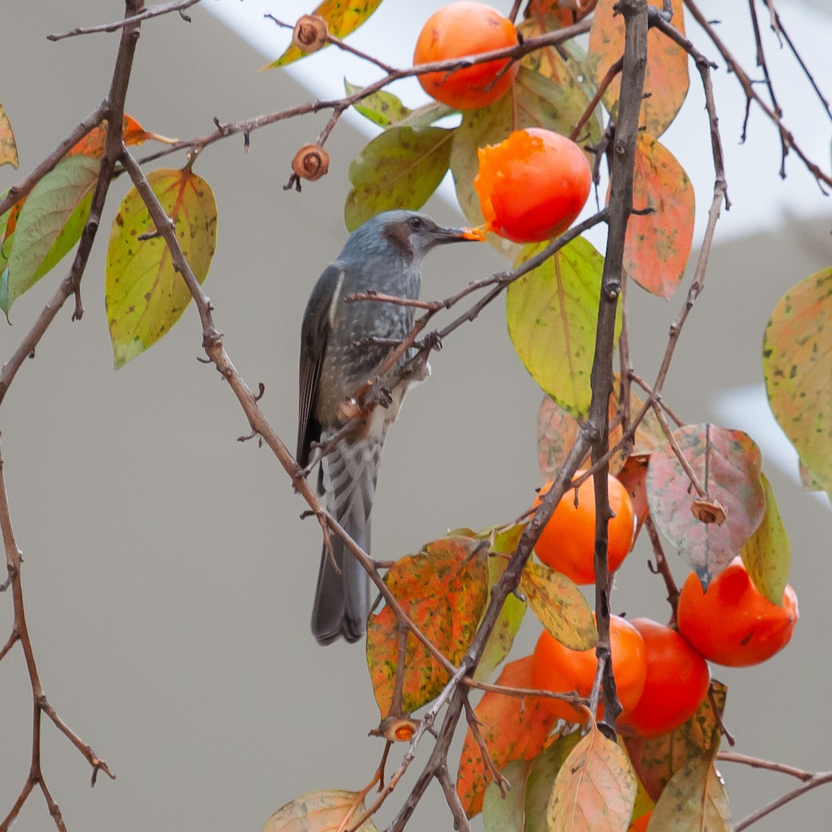 Brown-eared Bulbul - ML185173291