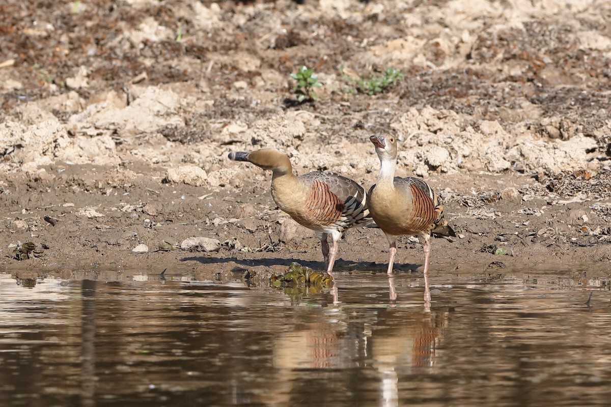 Plumed Whistling-Duck - Holger Teichmann