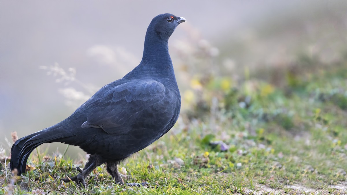 Caucasian Grouse - birol hatinoğlu