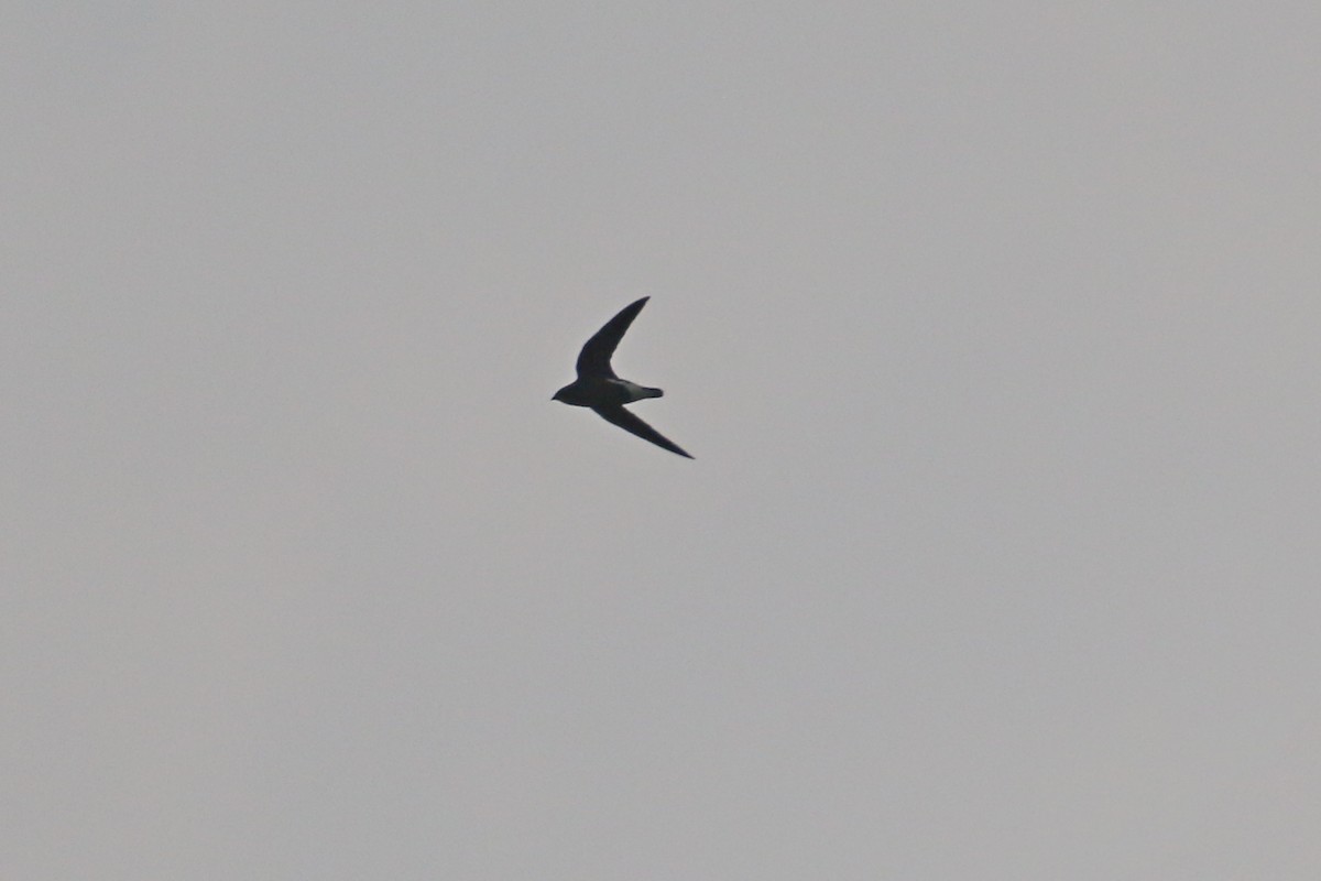 Silver-backed Needletail - ML185174931