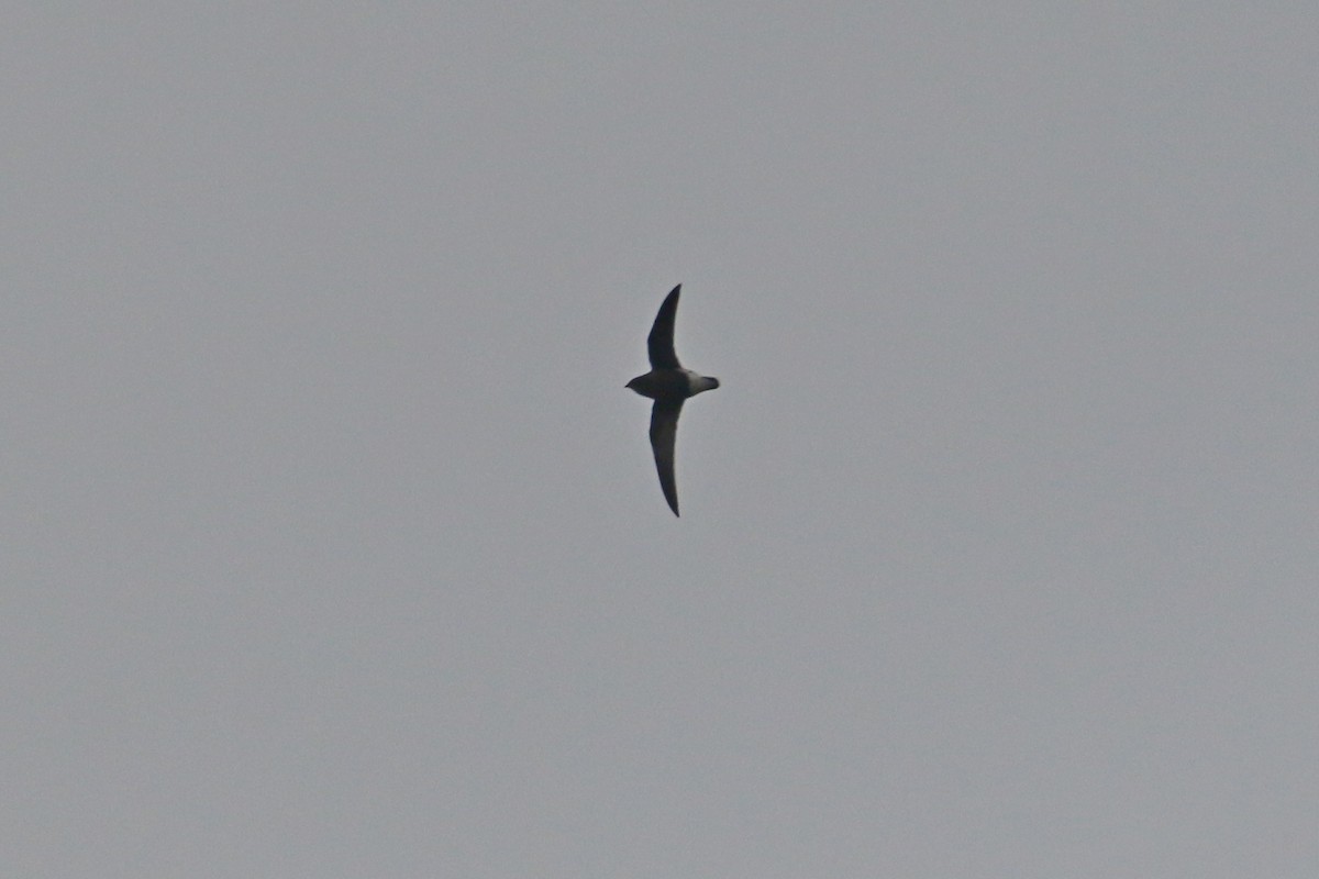 Silver-backed Needletail - ML185174941