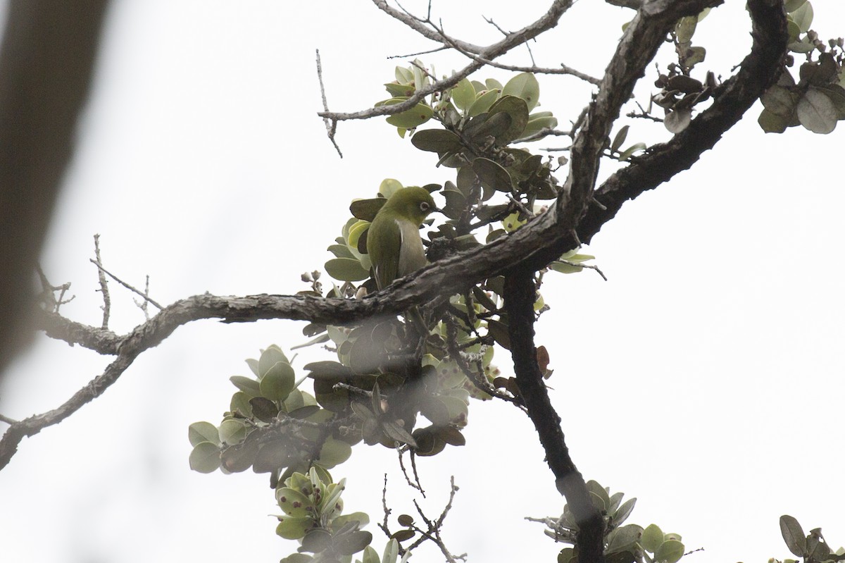 Warbling White-eye - ML185175201