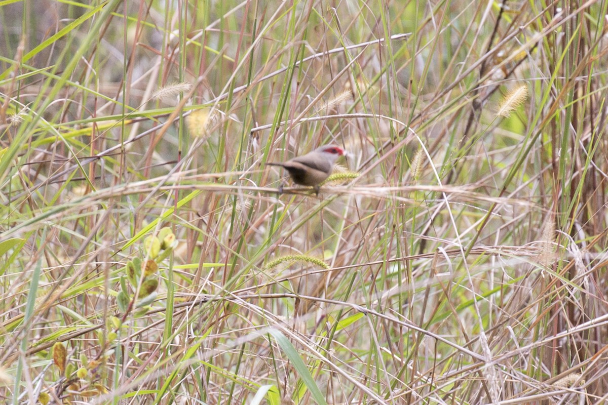 Common Waxbill - ML185175271