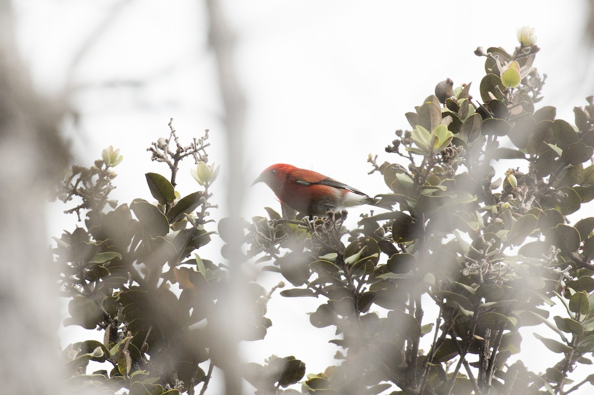 Apapanekleidervogel - ML185175311