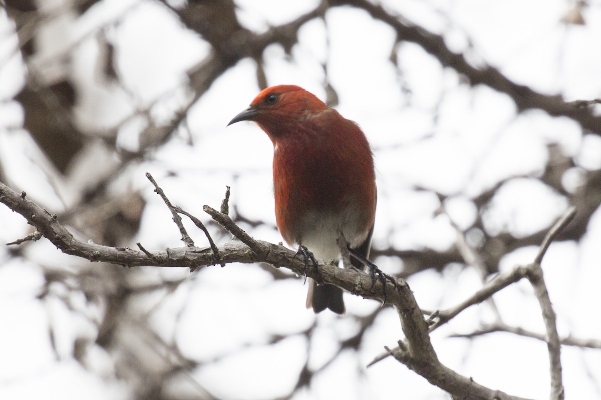 Apapanekleidervogel - ML185175321