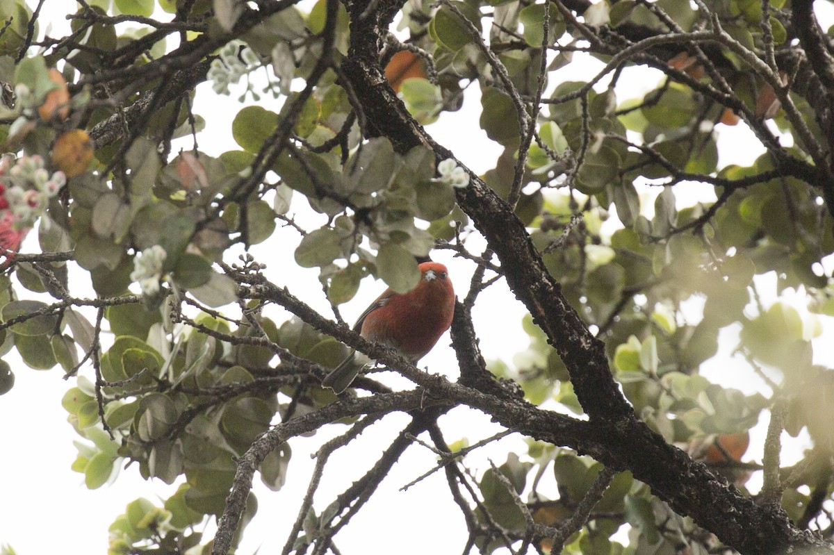 Apapanekleidervogel - ML185175331