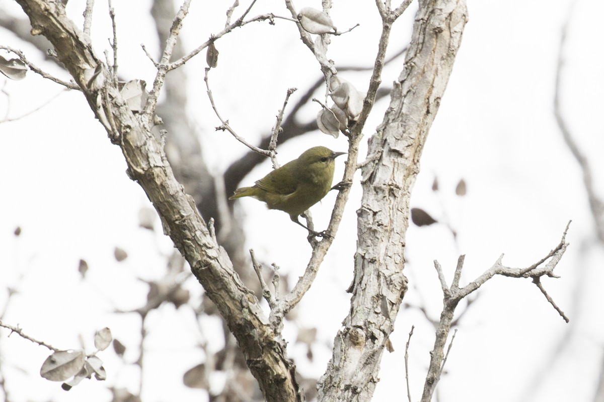 Hawaii-Amakihikleidervogel - ML185175361