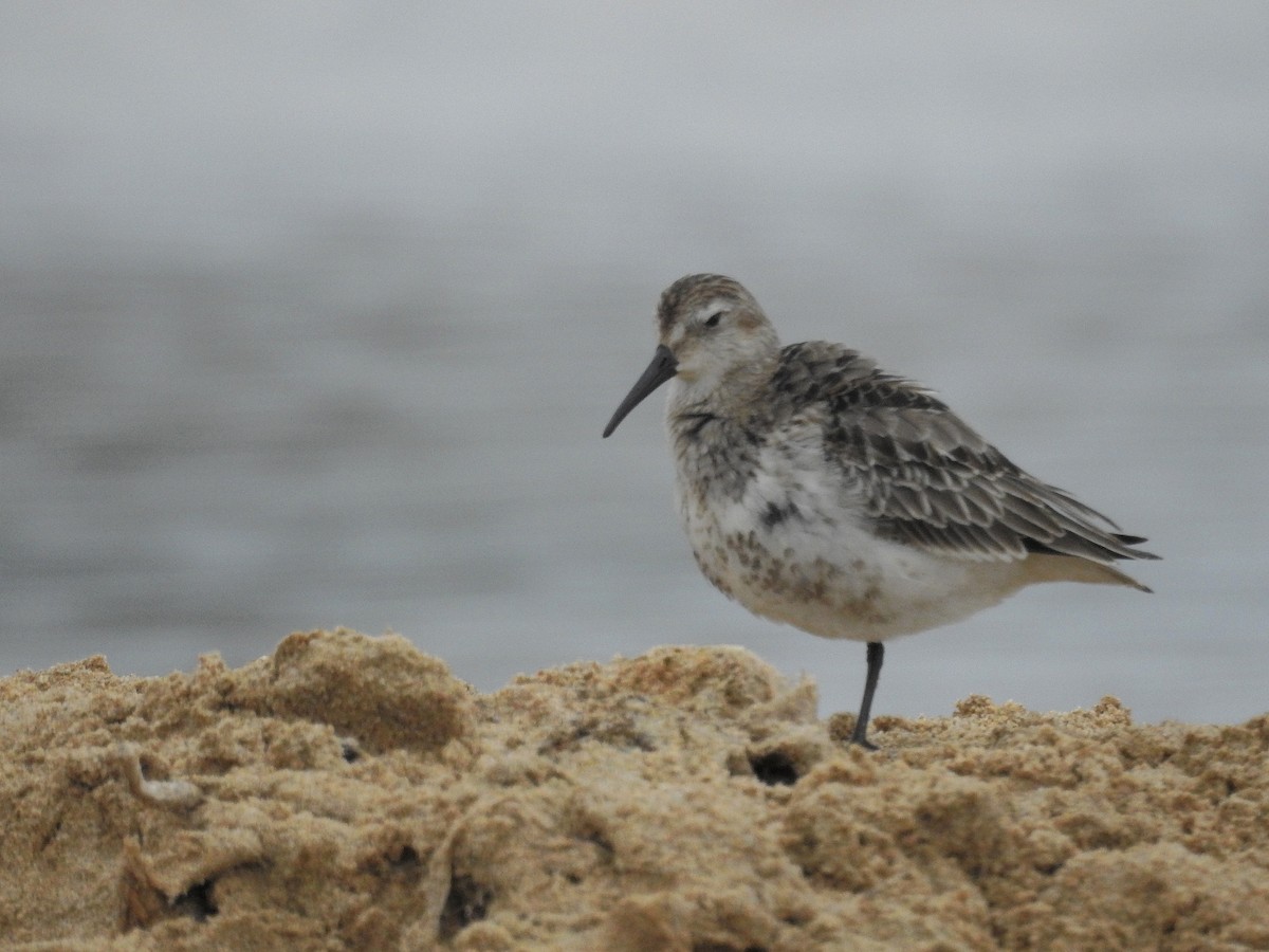 Dunlin - ML185175601