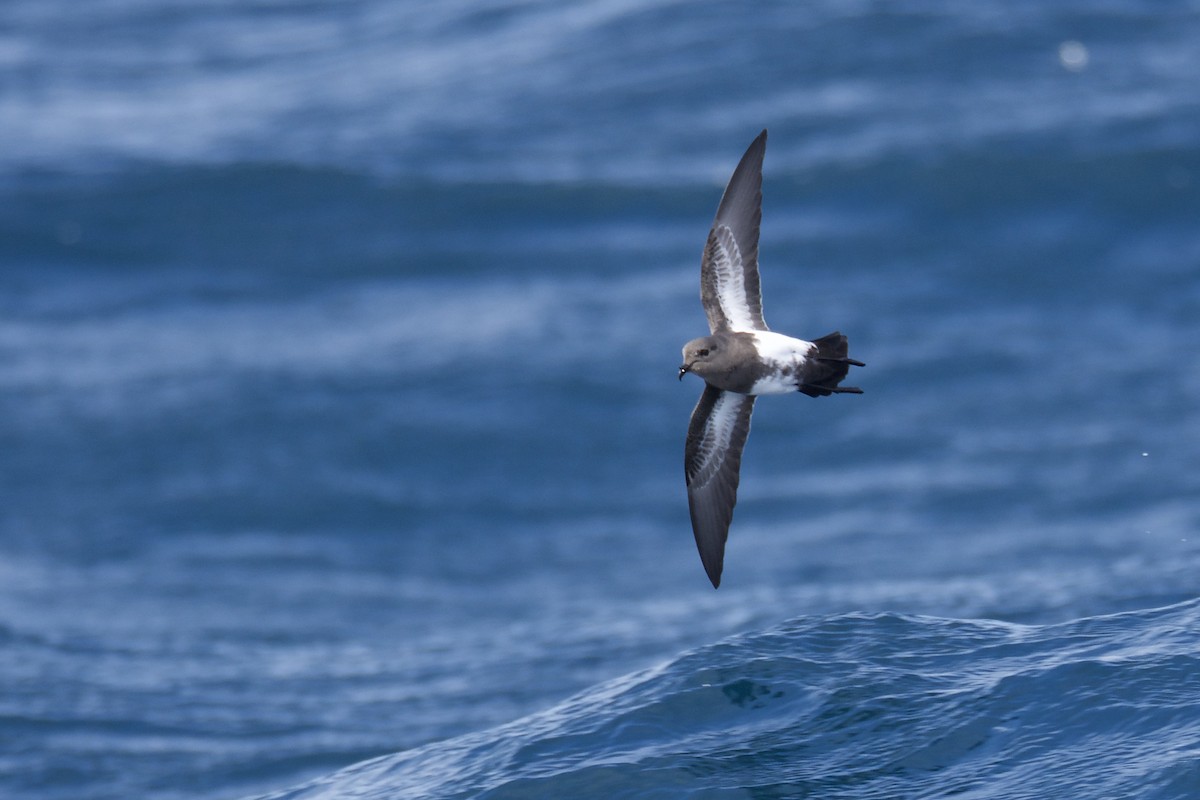 Black-bellied Storm-Petrel - ML185176361