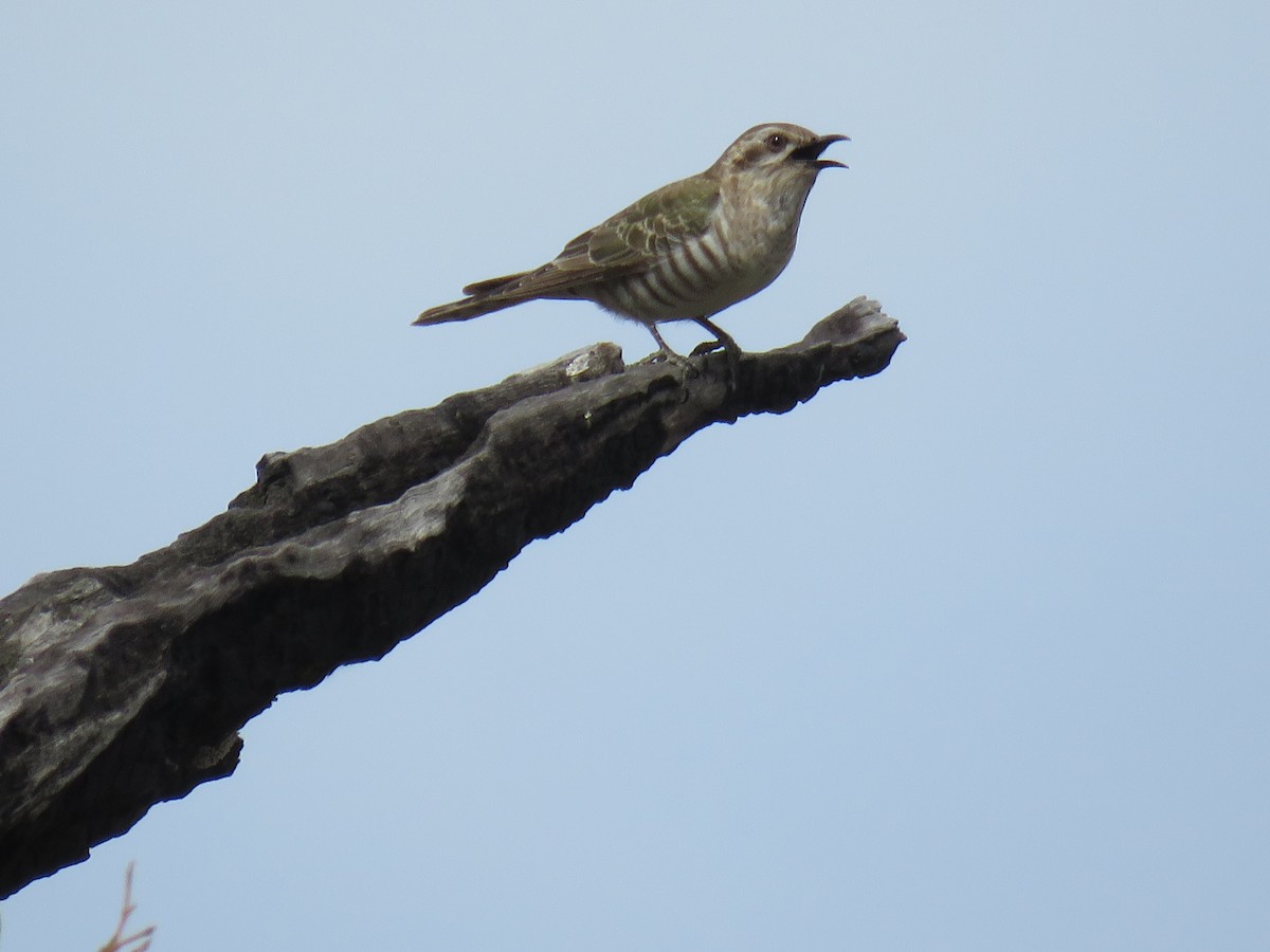 Horsfield's Bronze-Cuckoo - Stan Jarzynski