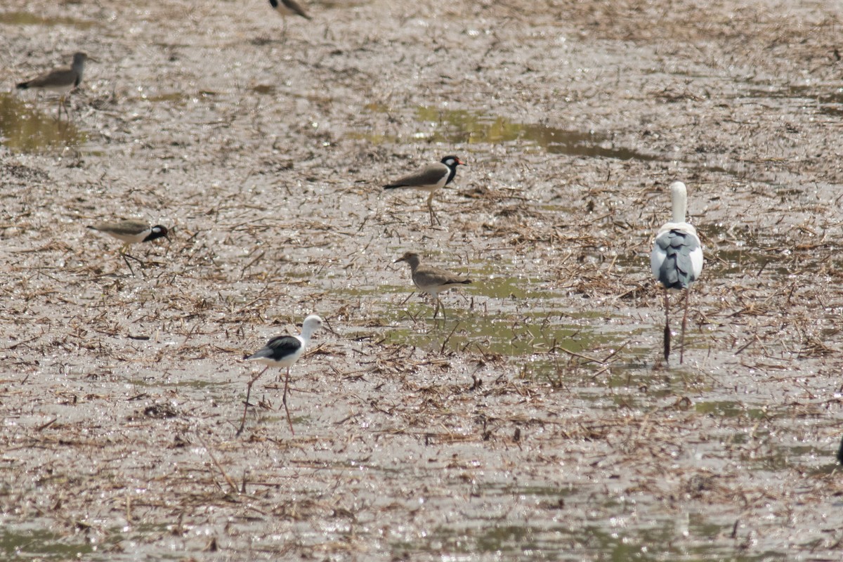 Gray-headed Lapwing - ML185177091