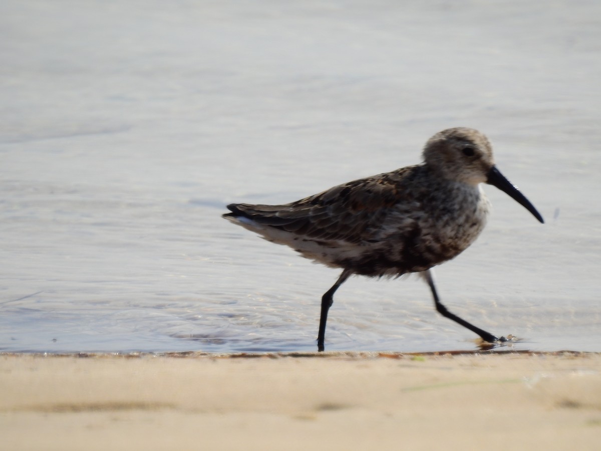 Bécasseau variable - ML185177811