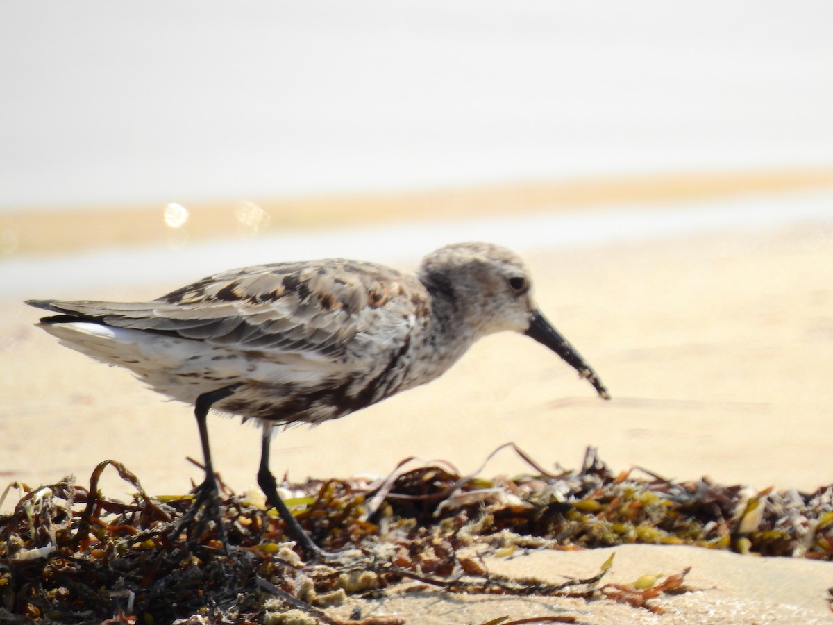 Bécasseau variable - ML185177851