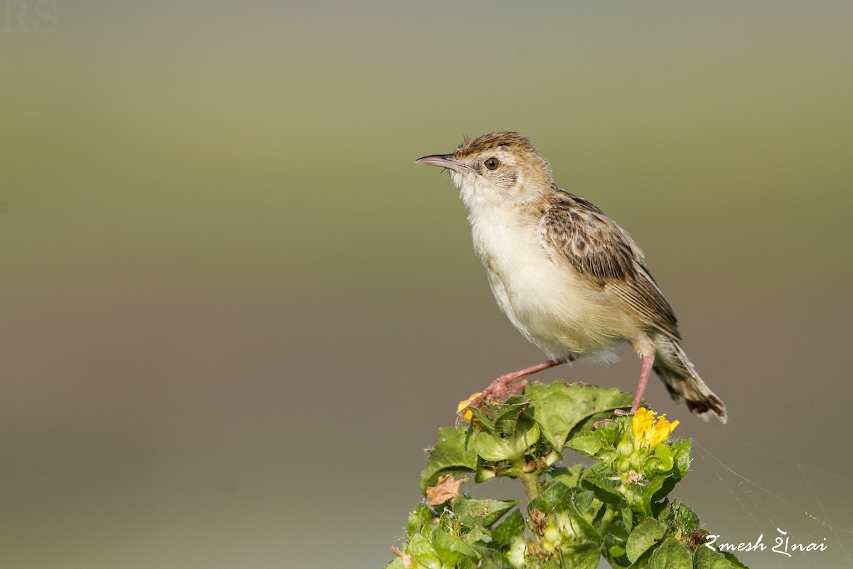 Zitting Cisticola - ML185180361