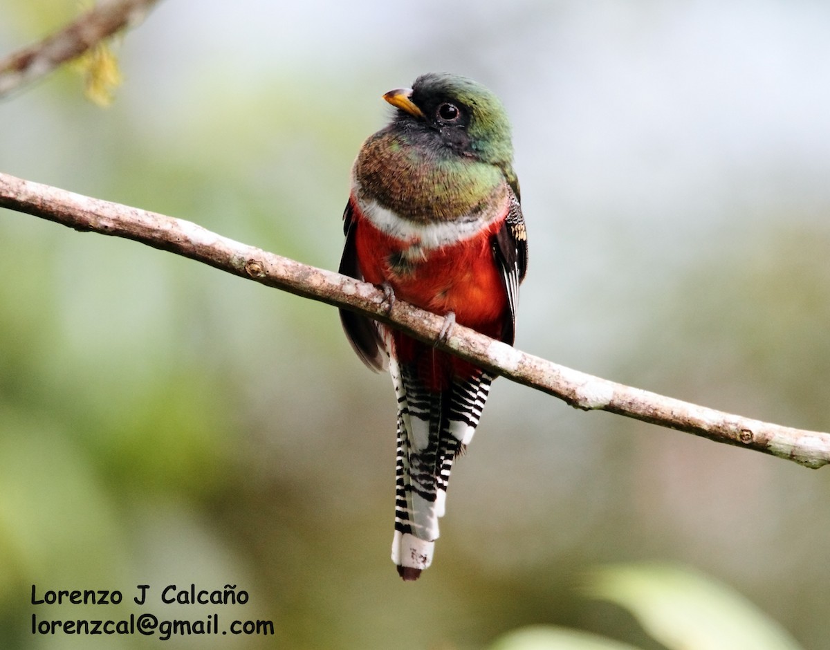 Halkalı Trogon - ML185181901