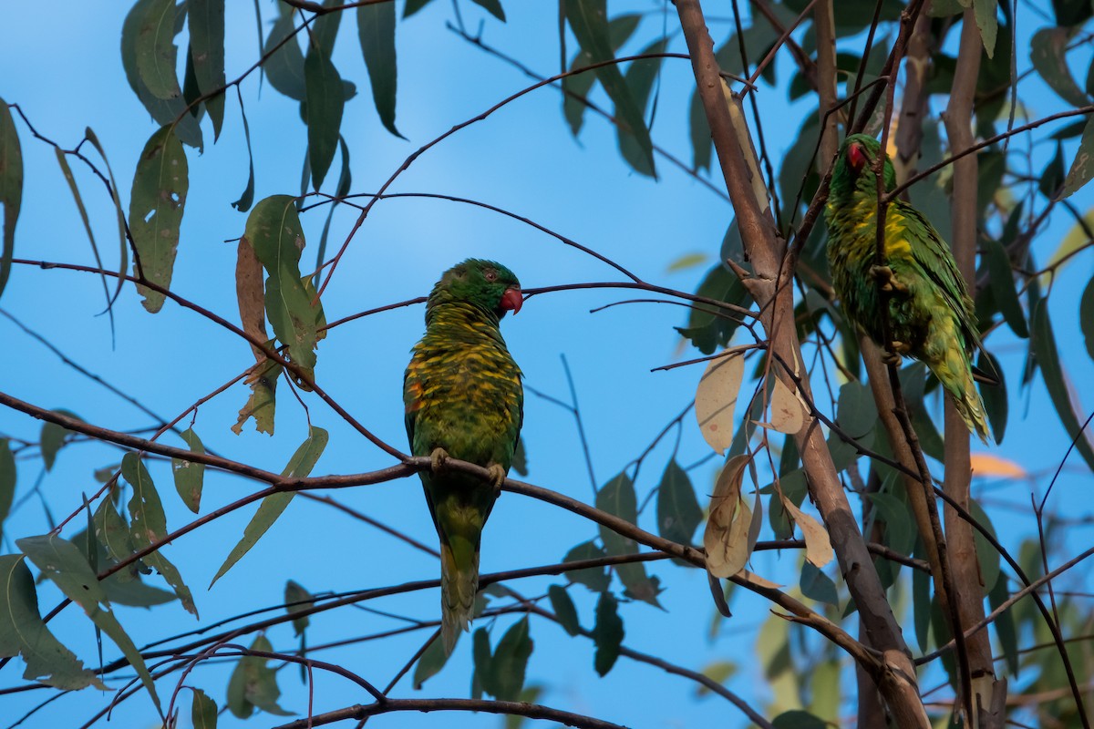 Scaly-breasted Lorikeet - ML185182031