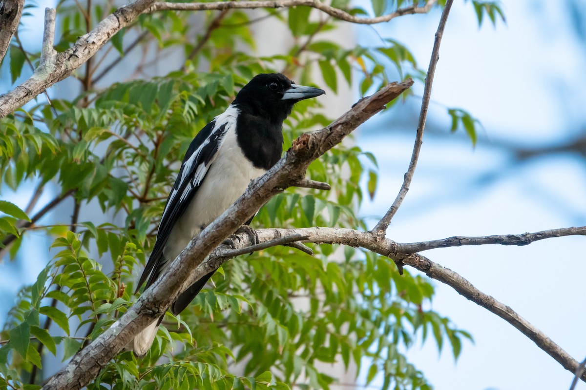 Pied Butcherbird - ML185182041