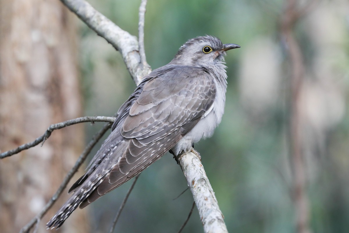 Pallid Cuckoo - Ged Tranter