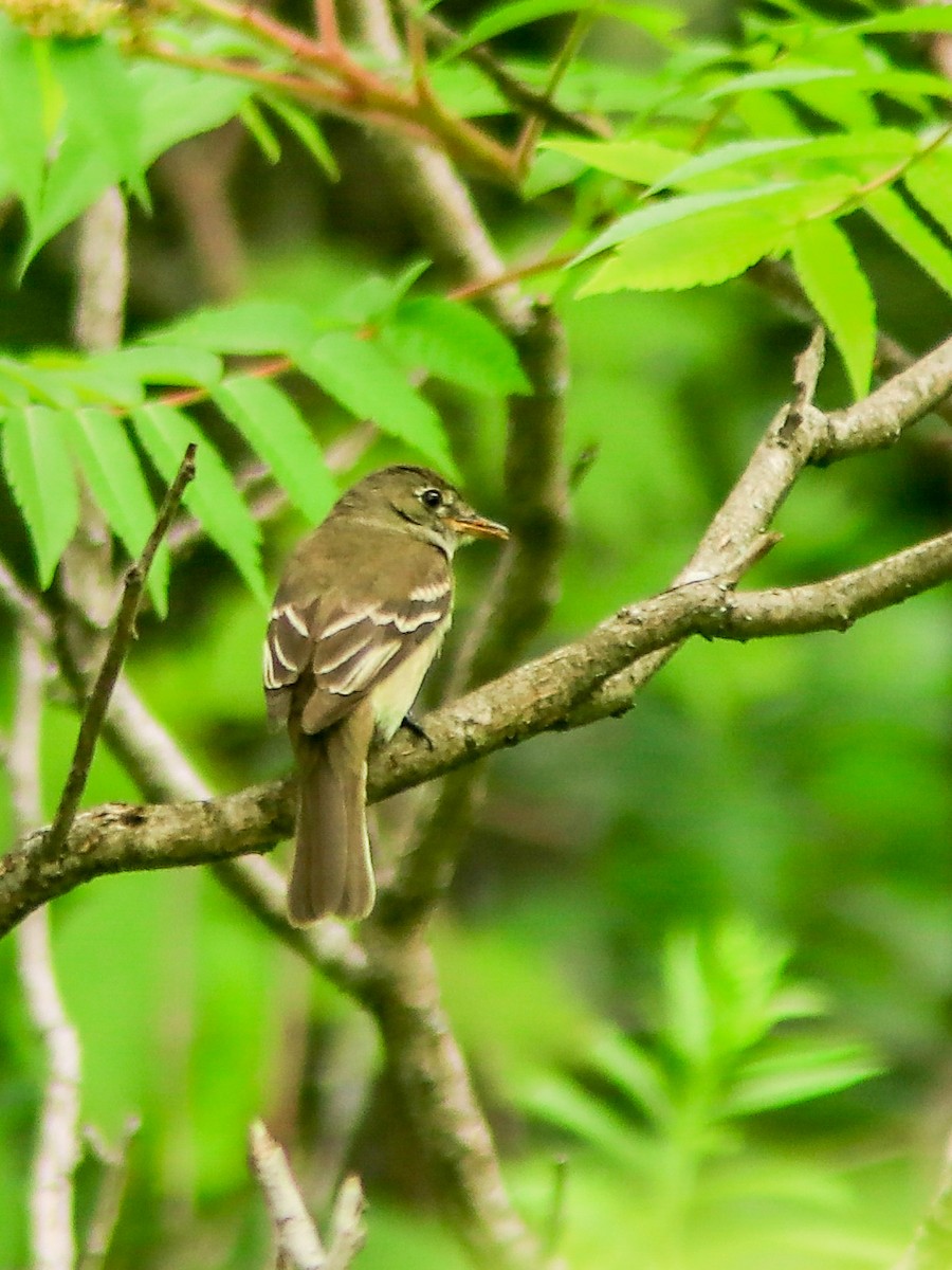 Alder Flycatcher - ML185182791