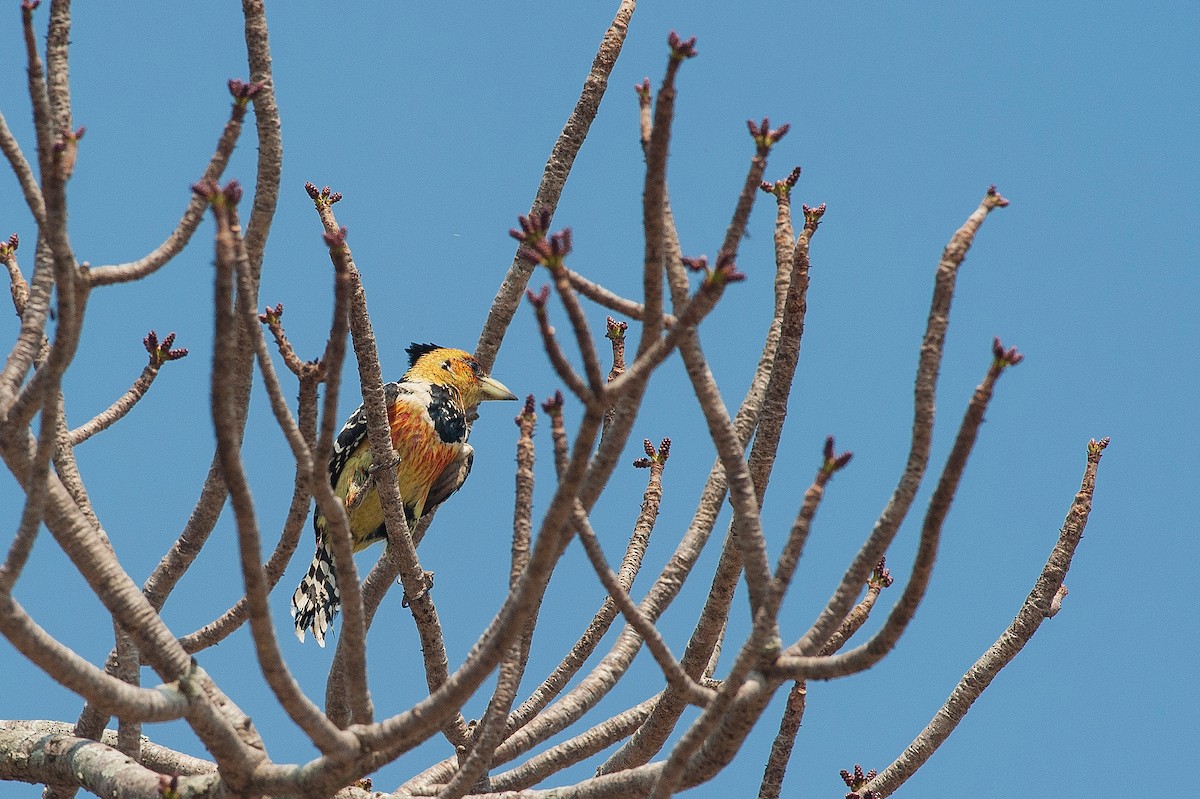 Crested Barbet - ML185182911