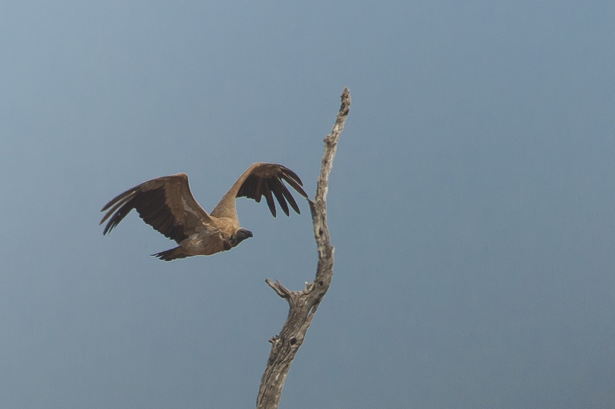 White-backed Vulture - ML185182941