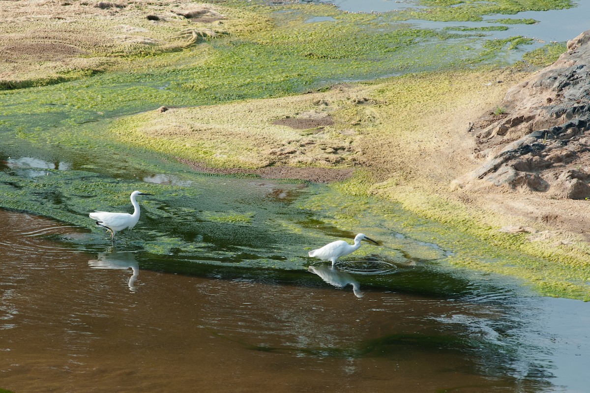 Little Egret - Giuseppe Citino