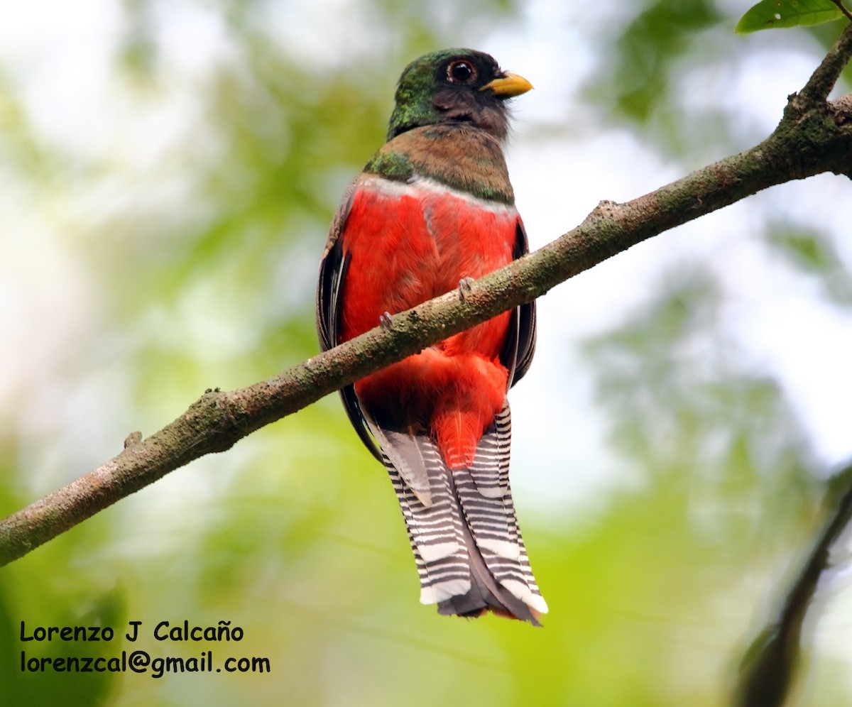 Collared Trogon - Lorenzo Calcaño