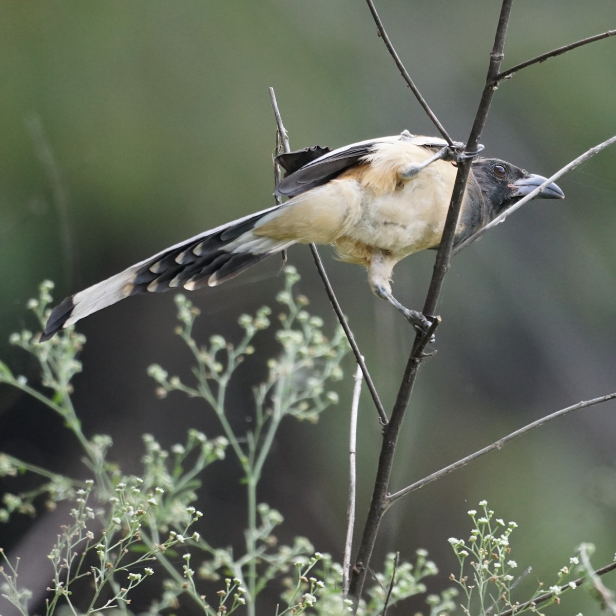 Rufous Treepie - ML185185731