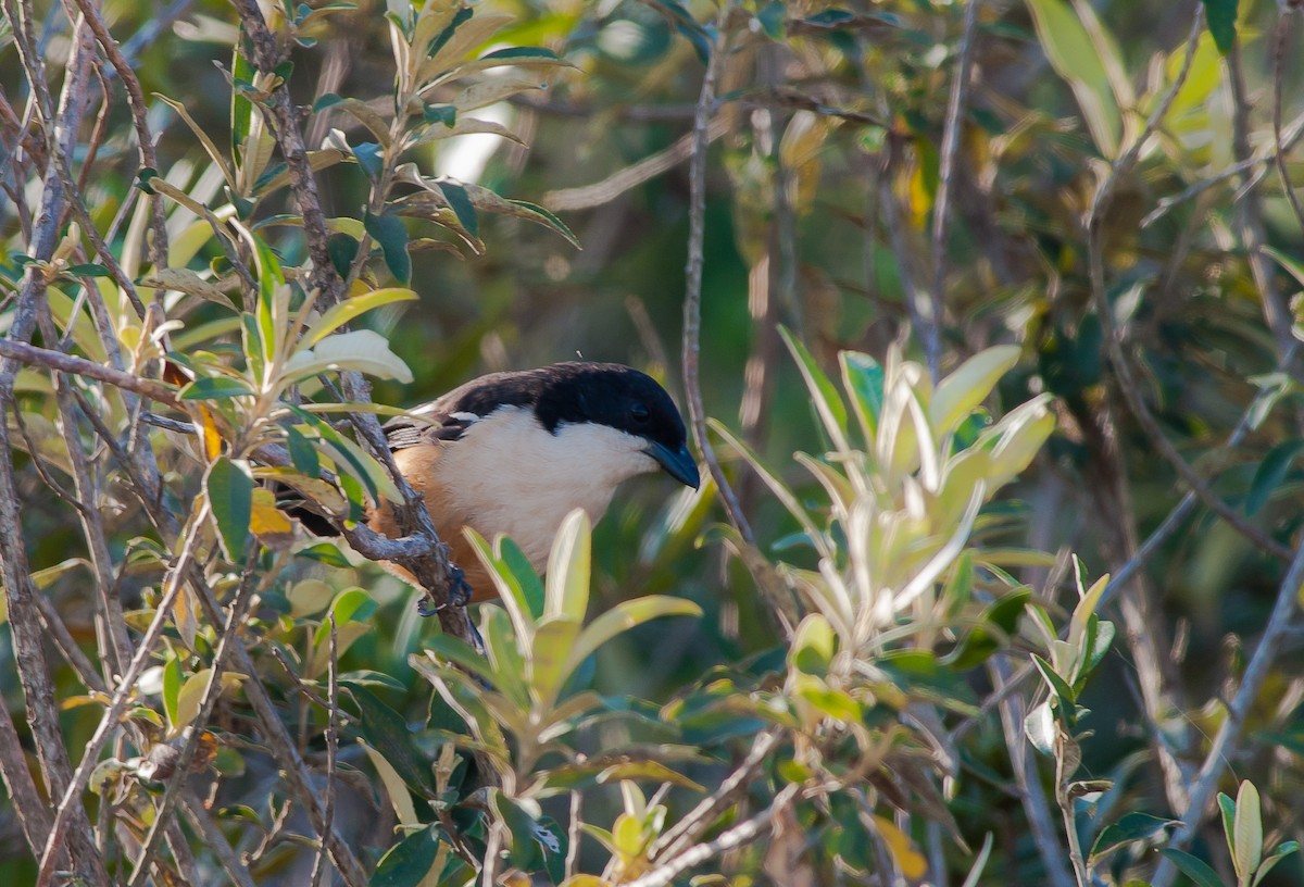 Southern Boubou - ML185186731