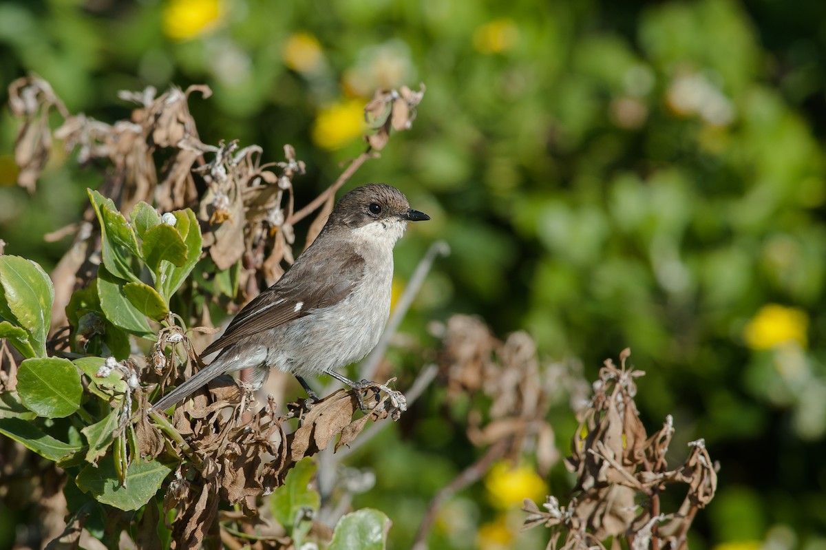 Fiscal Flycatcher - ML185186921