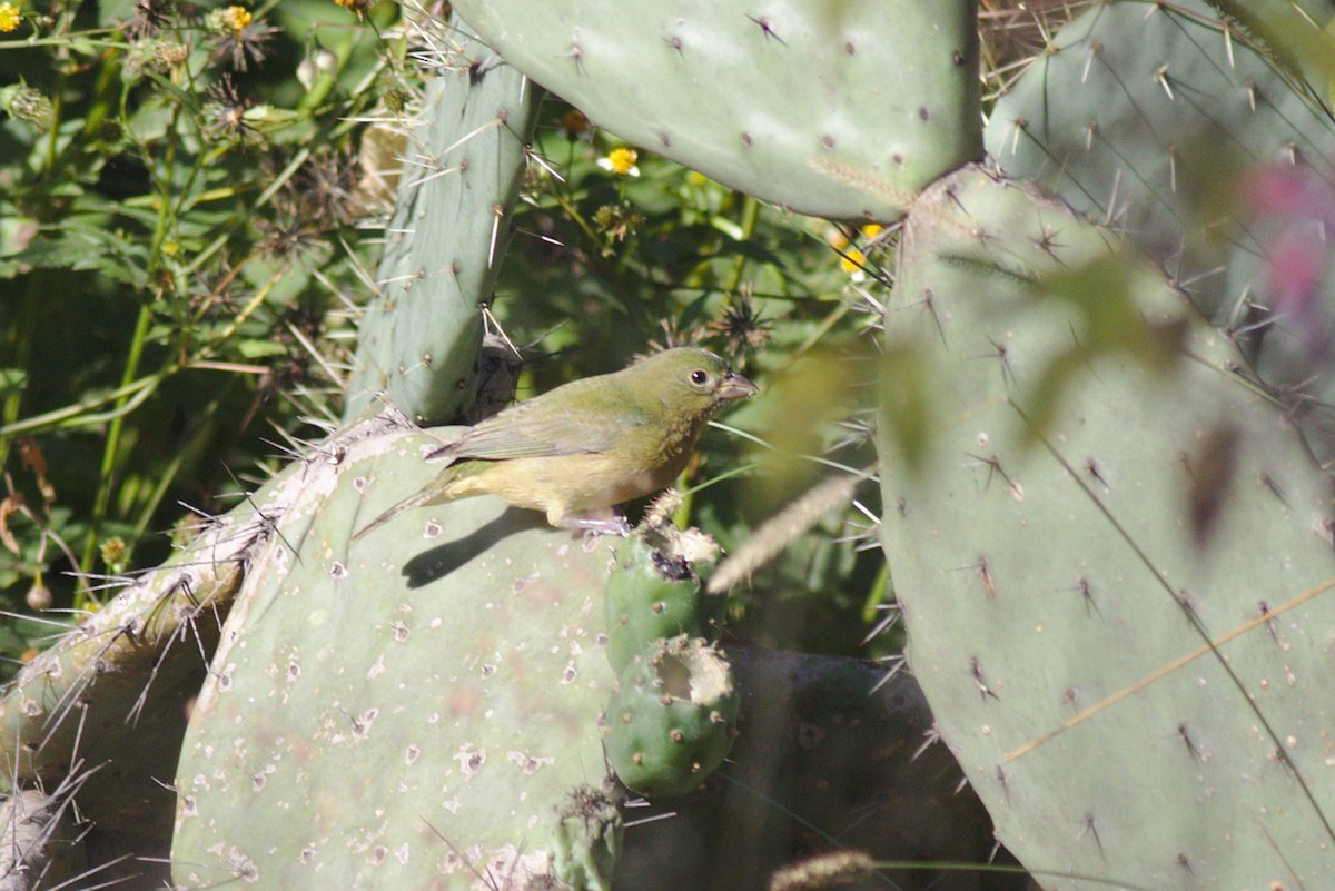 Painted Bunting - ML185186991