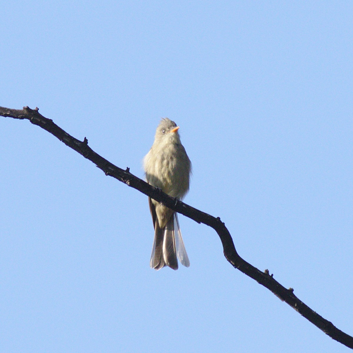 Greater Pewee - ML185187141