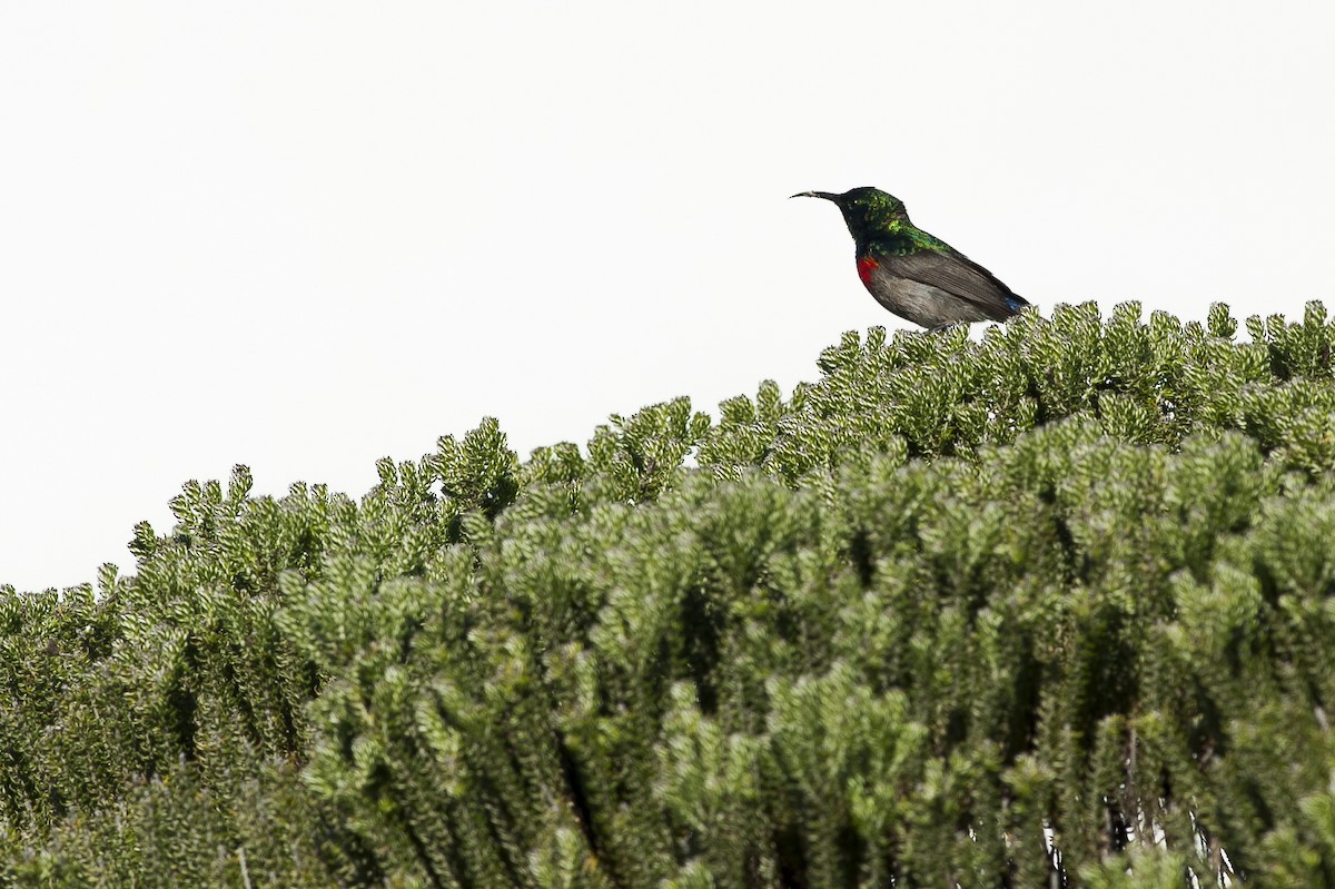 Southern Double-collared Sunbird - ML185187931