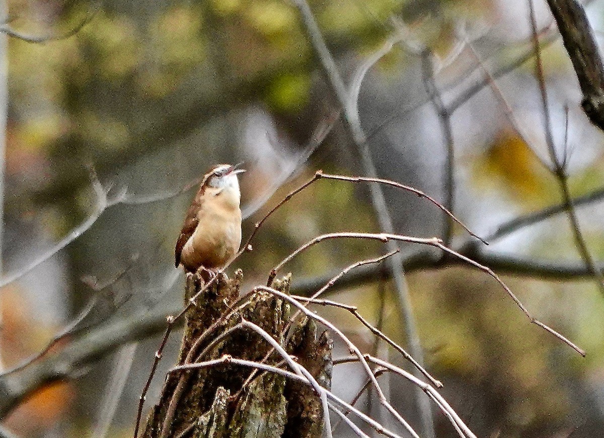 Carolina Wren - ML185188781