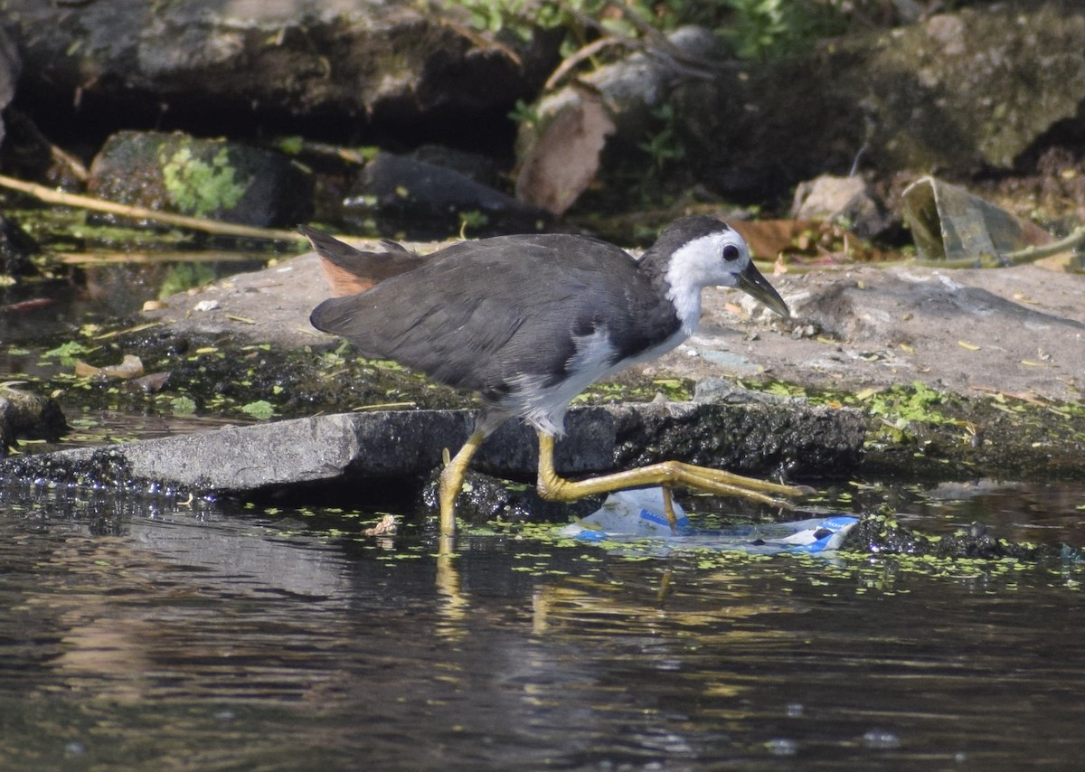 White-breasted Waterhen - ML185189601