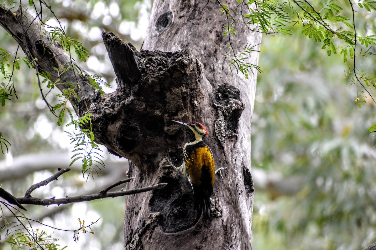 Black-rumped Flameback - ML185189791