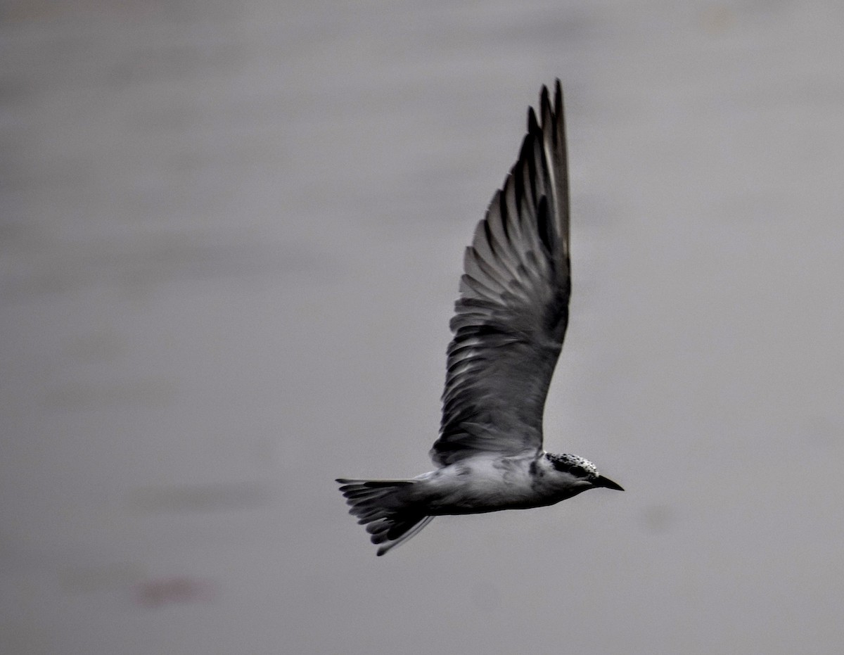 Whiskered Tern - Jageshwer verma