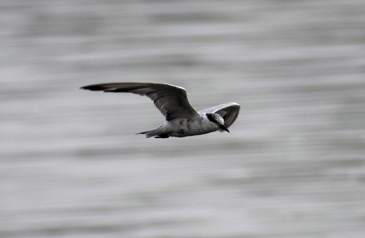 Whiskered Tern - ML185190611