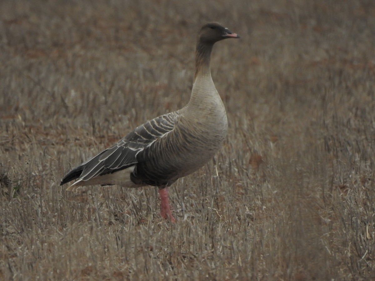 Pink-footed Goose - ML185190801
