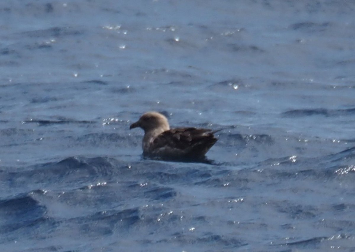 South Polar Skua - Isaac Clarey