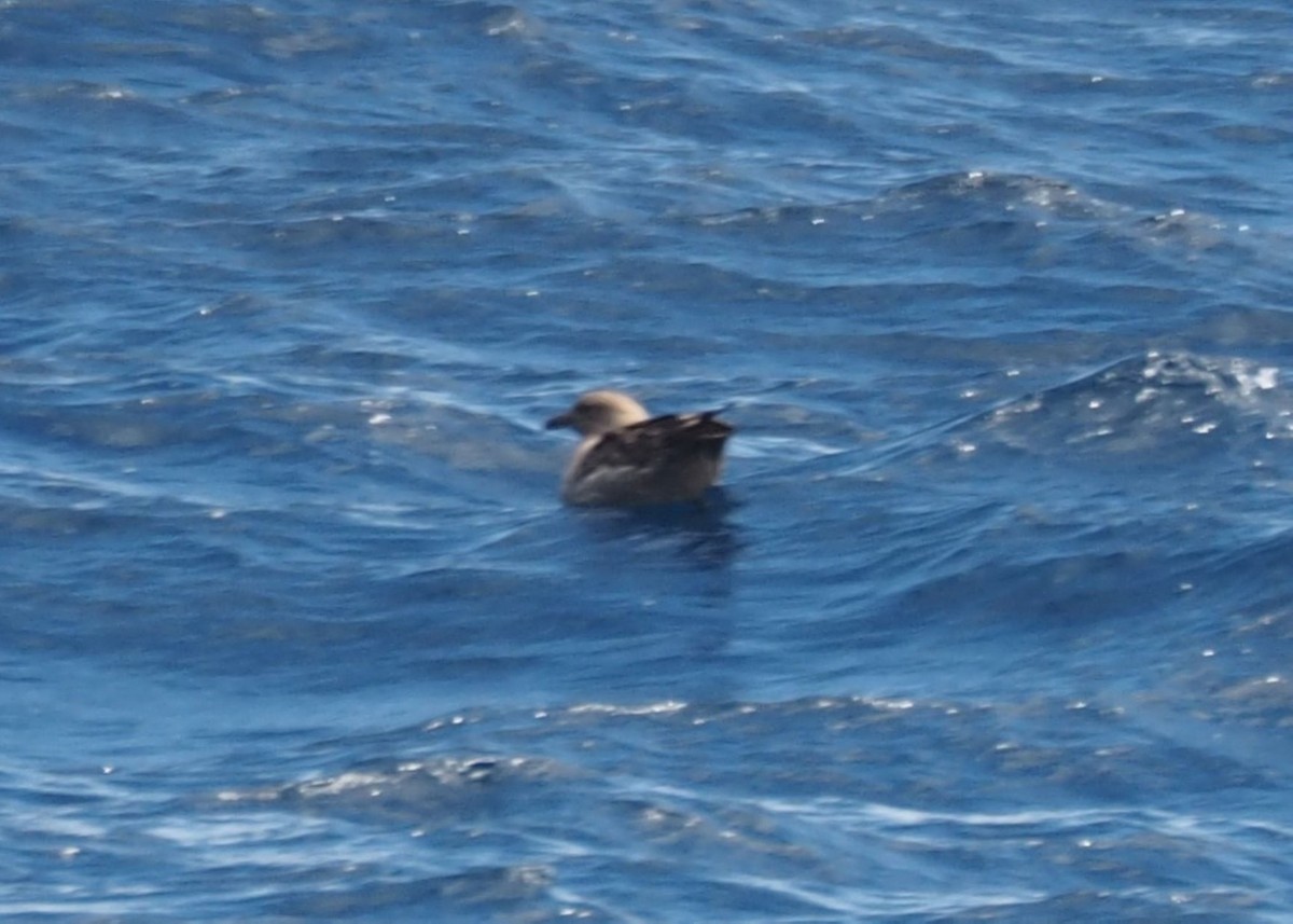 South Polar Skua - Isaac Clarey