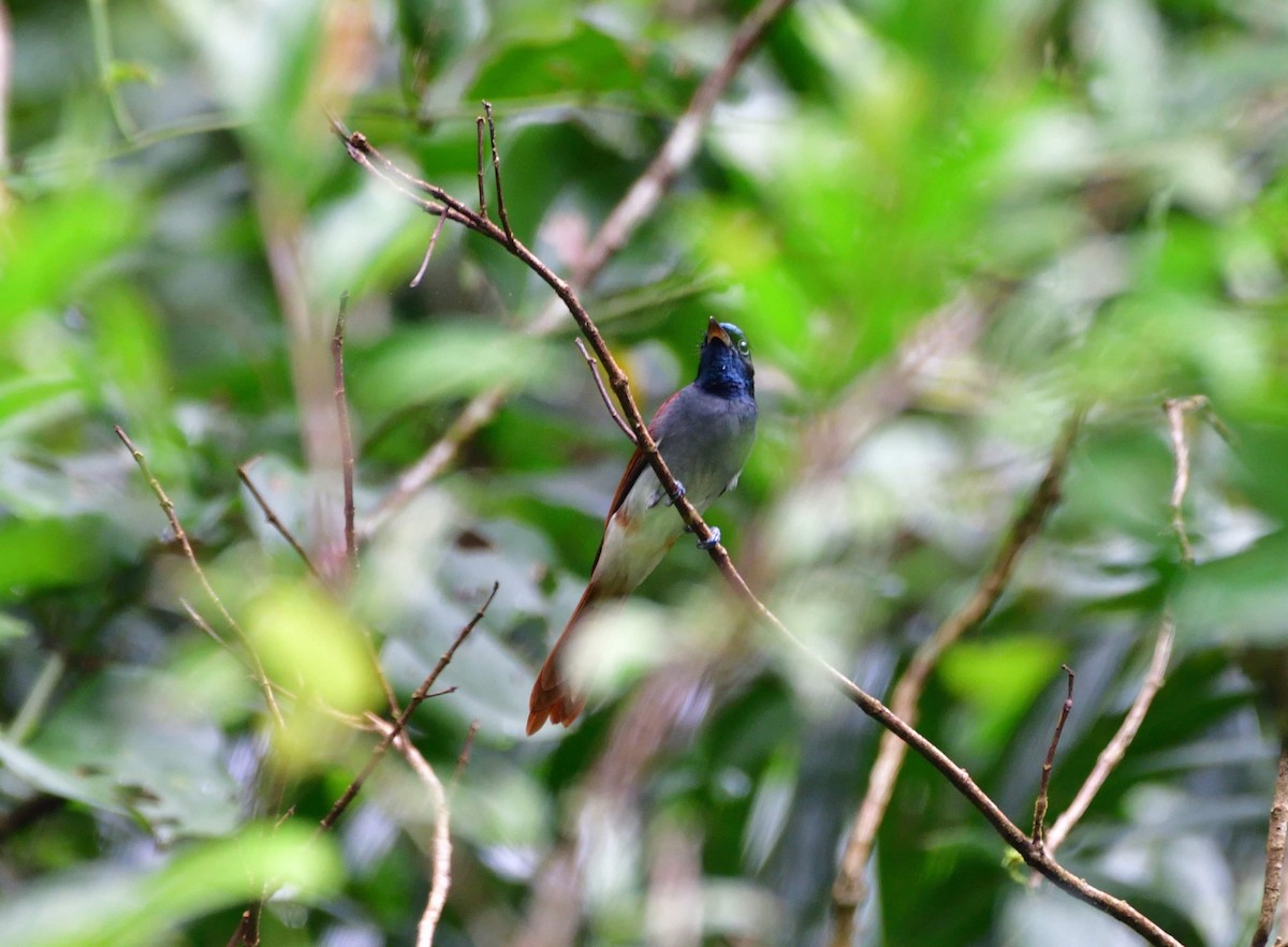 Amur Paradise-Flycatcher - ML185191651