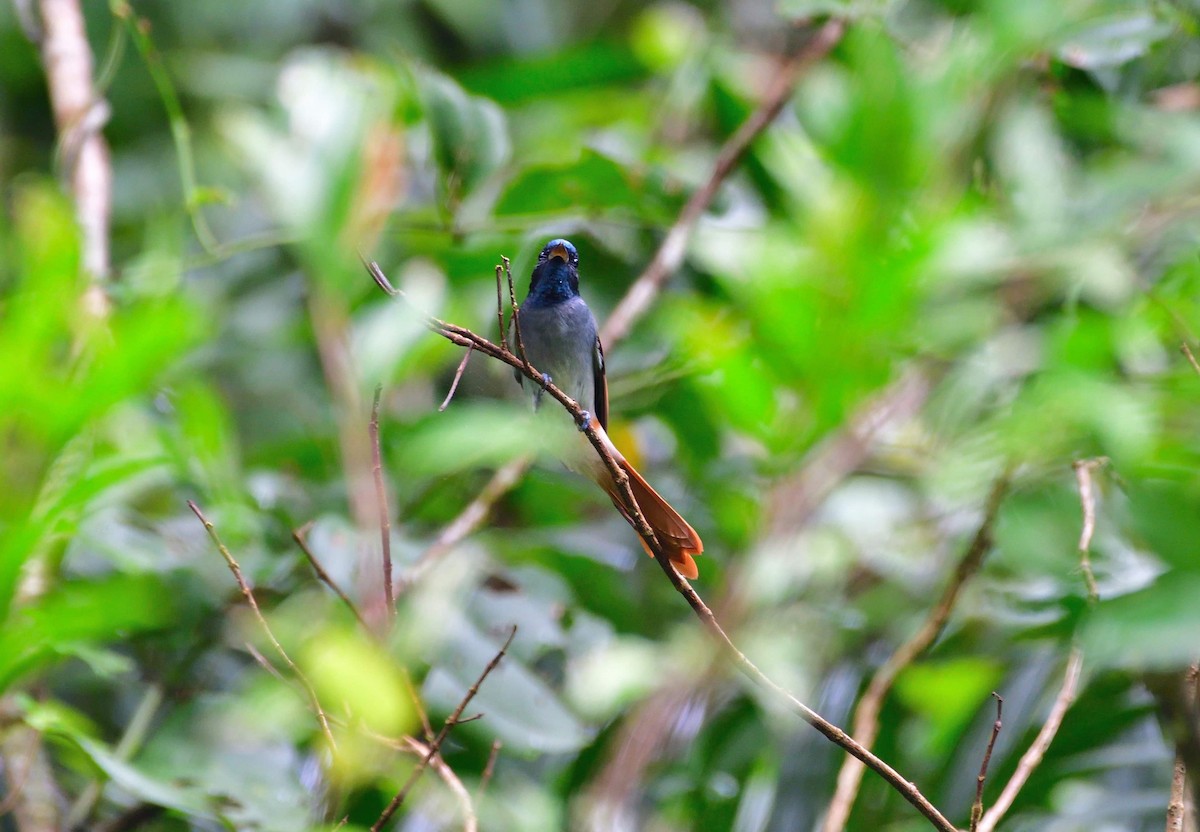 Amur Paradise-Flycatcher - ML185191661