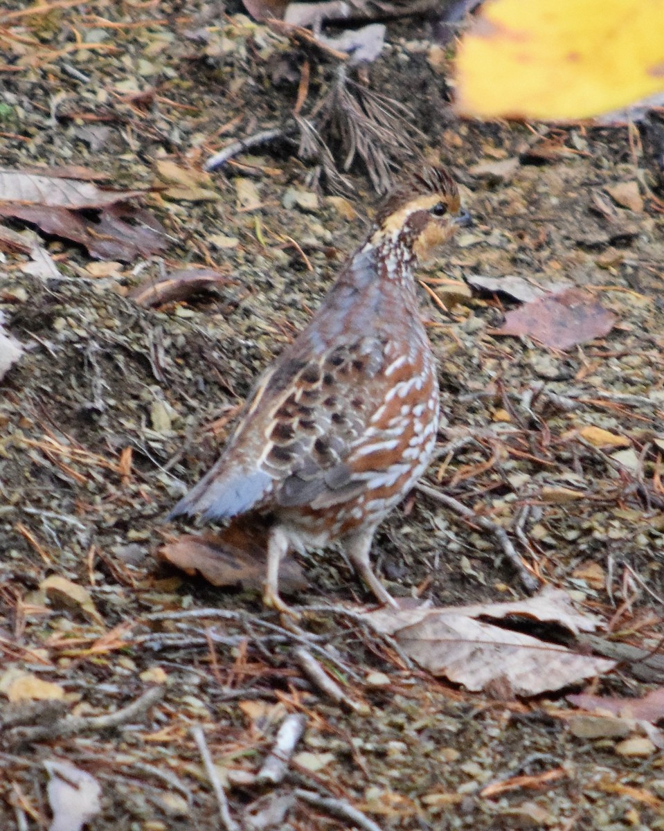 Northern Bobwhite - Mike Winck