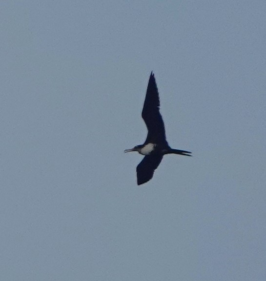 Great Frigatebird - ML185192331