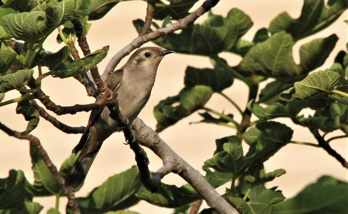 Black-eared Cuckoo - ML185192551