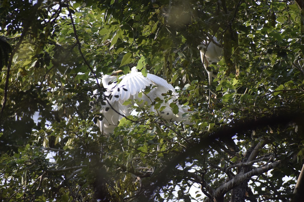 Great Egret - ML185192621