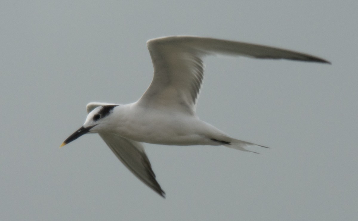 Sandwich Tern - ML185193651