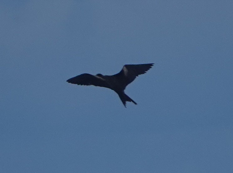 Great Frigatebird - ML185194171