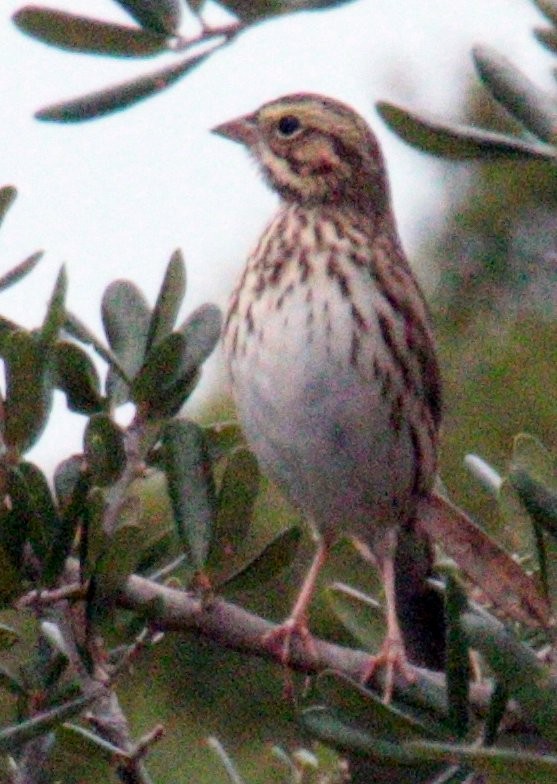 Savannah Sparrow - ML185195071